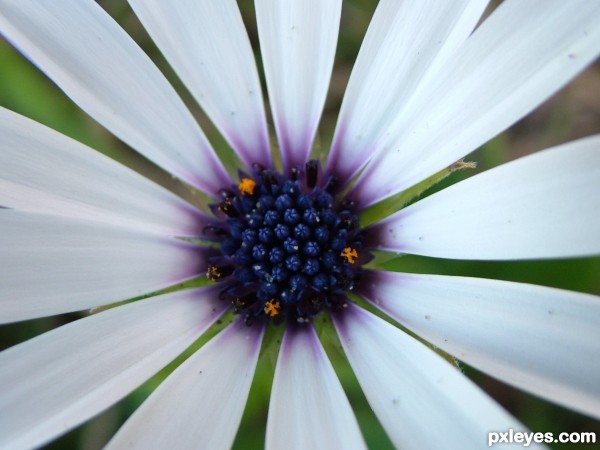 flower closeup_4c25065833607